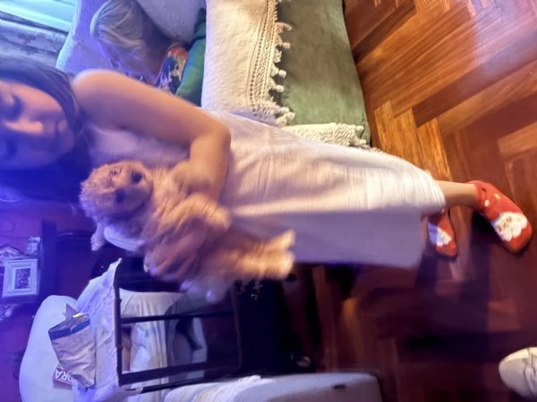 Vendo barboncini 