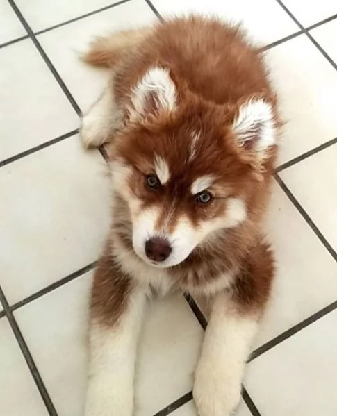 Bellissimo cucciolo di Siberian Husky