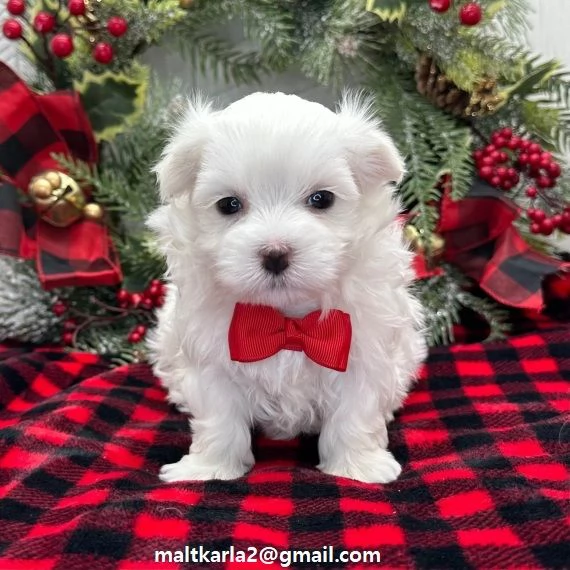 maltese CUCCIOLI (MASCHIO E FEMMINA) bellissimi cuccioli di maltese, maschio e femmina, si consegnan
