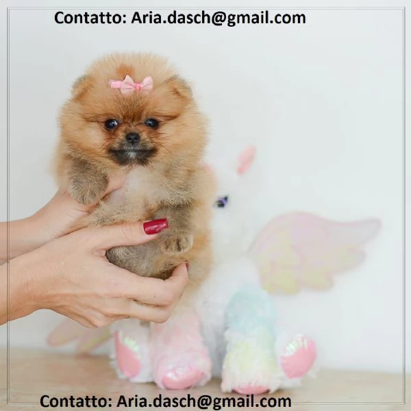 maltese CUCCIOLI (MASCHIO E FEMMINA) bellissimi cuccioli di maltese, maschio e femmina, si consegnan