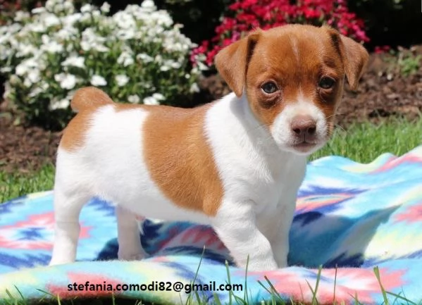  Regalo Jack Russell Terrier Cucciola di Jack Russell Terrier di 3 mesi e mezzo genitori visibili, c