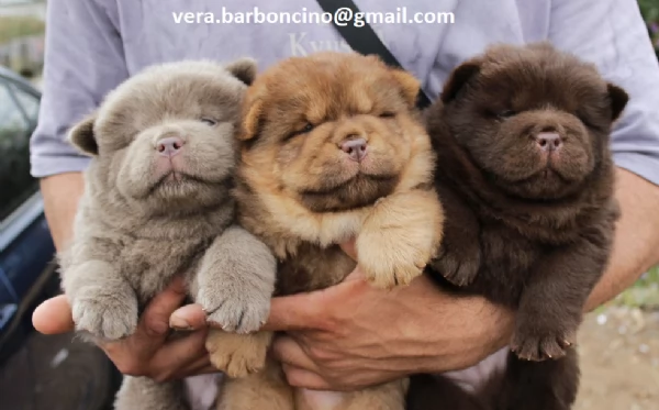 Regalo Bianchi cuccioli di Chow Chow Cuccioli di Chow Chow bianchi / crema - molto belli! Maschi e f