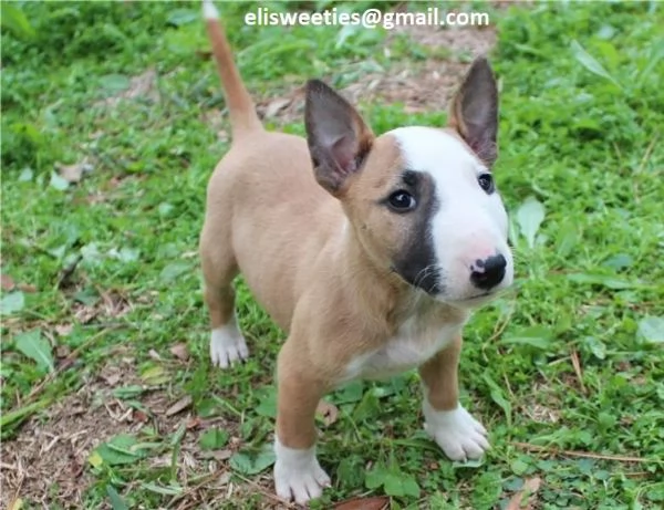 Regalo adorabili cuccioli  Bull terrier  femminucce e maschietti disponibili verranno ceduti con ped