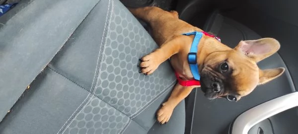 Cuccioli Bouledogue francese 