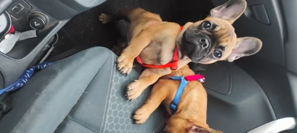 Cuccioli Bouledogue francese  | Foto 4