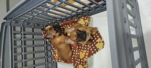 Cuccioli Bouledogue francese  | Foto 3