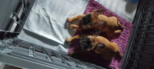 Cuccioli Bouledogue francese  | Foto 2