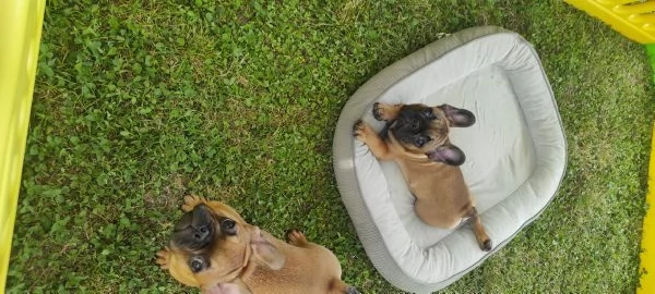 Cuccioli Bouledogue francese  | Foto 1