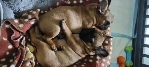 Cuccioli Bouledogue francese  | Foto 0