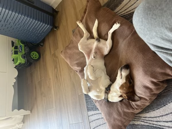 Jack russell | Foto 4