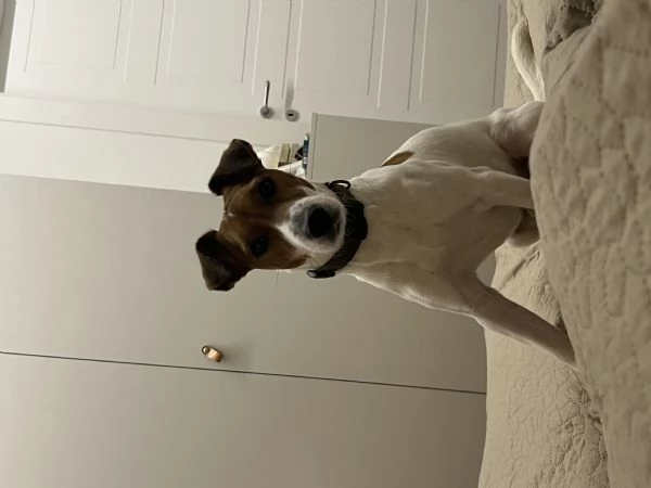 Jack russell | Foto 3