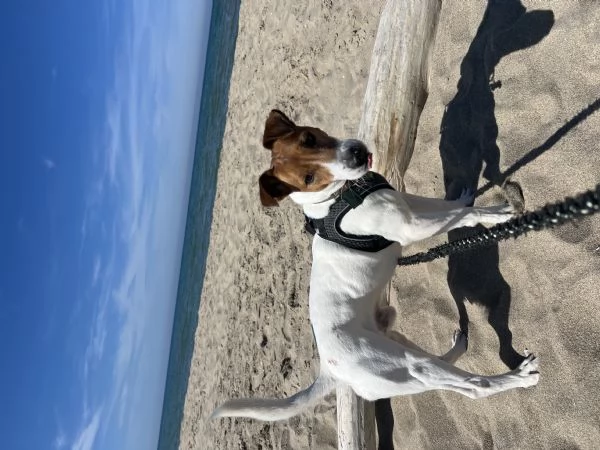 Jack russell | Foto 2