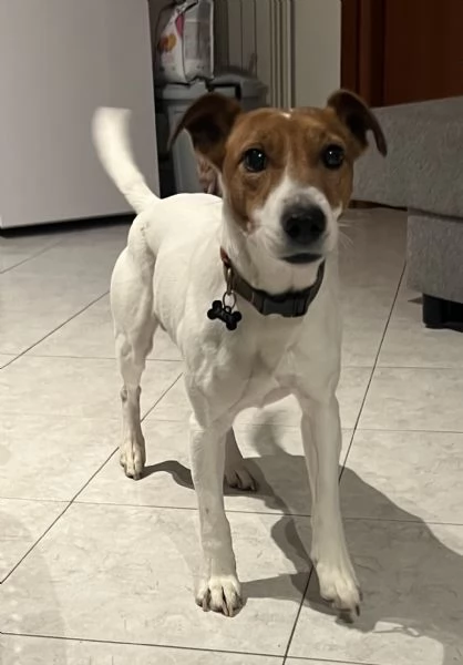 Jack russell | Foto 0