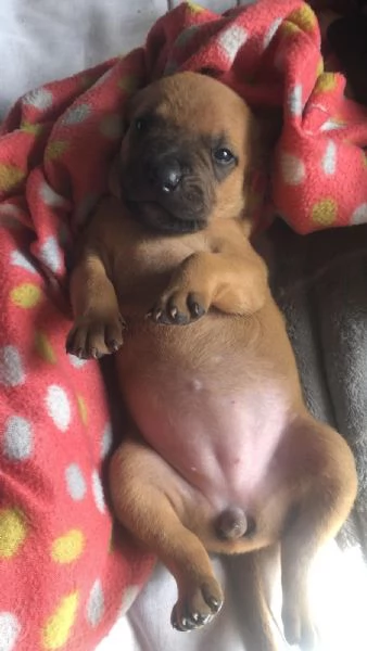 PITBULL  femina