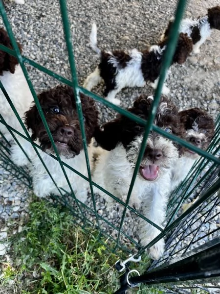 Cuccioli di lagotto | Foto 4