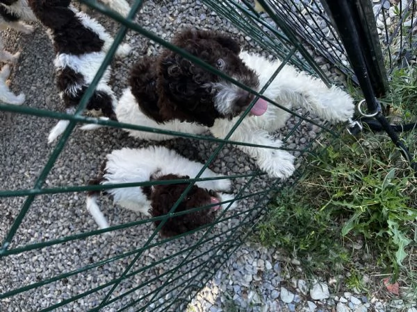 Cuccioli di lagotto | Foto 3