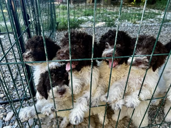 Cuccioli di lagotto