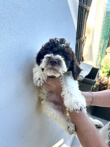 Cuccioli di lagotto | Foto 2