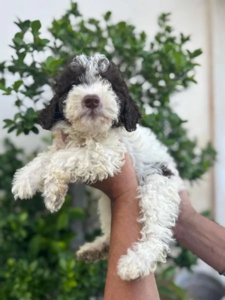 Cuccioli di lagotto | Foto 1
