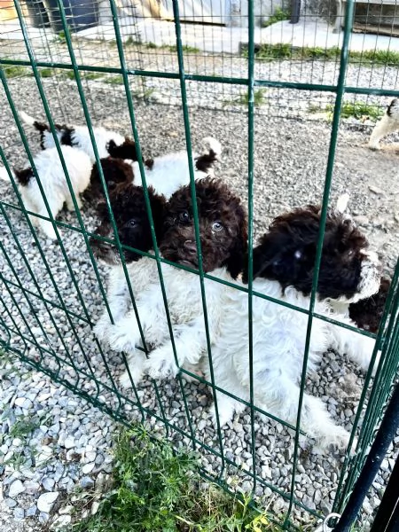 Cuccioli di lagotto | Foto 0