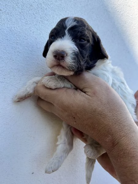 Vendo cuccioli di lagotto  | Foto 6