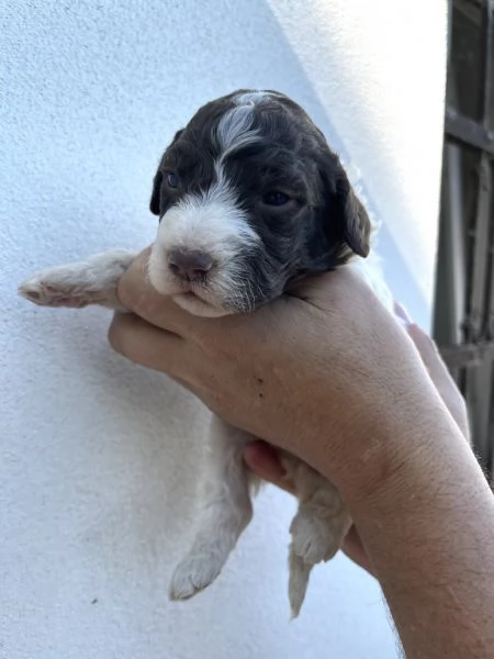 Vendo cuccioli di lagotto  | Foto 5