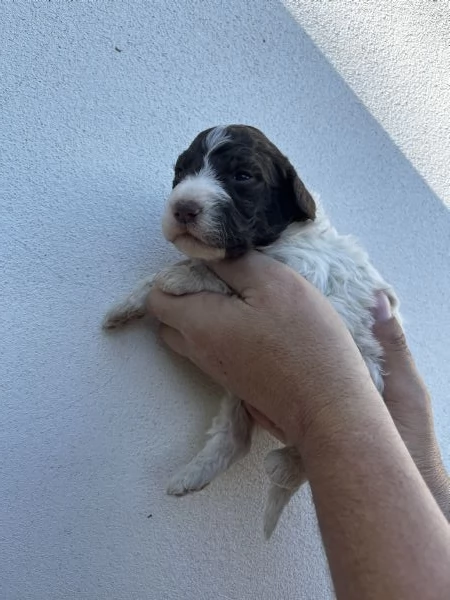 Vendo cuccioli di lagotto  | Foto 4