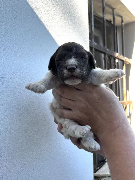 Vendo cuccioli di lagotto  | Foto 3