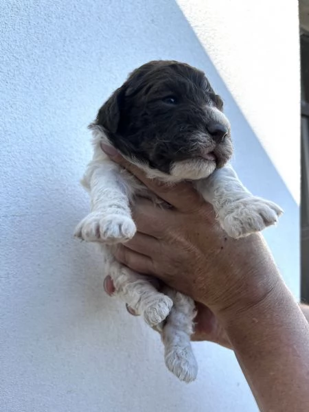 Vendo cuccioli di lagotto  | Foto 2