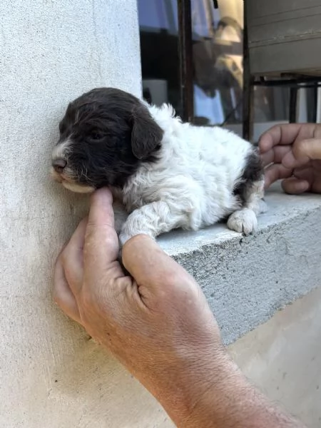 Vendo cuccioli di lagotto  | Foto 1