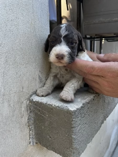 Vendo cuccioli di lagotto  | Foto 0
