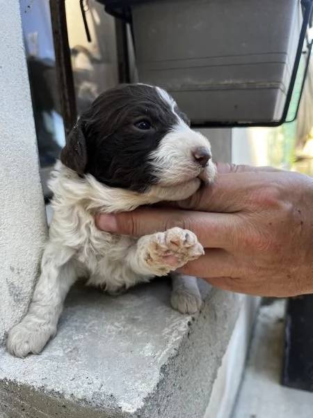 Vendo cuccioli di lagotto 