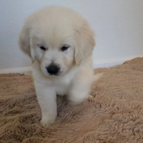 Disponibili cuccioli di Golden Retriever.
