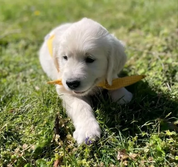 Disponibili cuccioli di Golden retriever