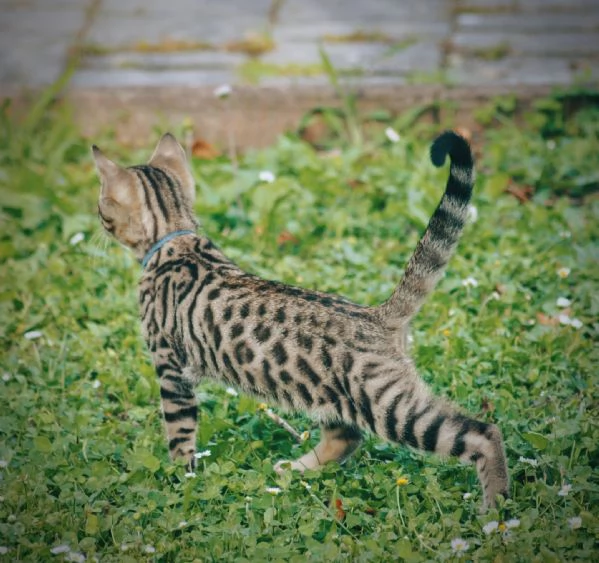 Fantastici Cuccioli di Gatto Bengala 3 mesi | Foto 6