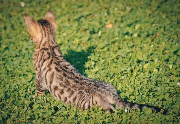 Fantastici Cuccioli di Gatto Bengala 3 mesi | Foto 5