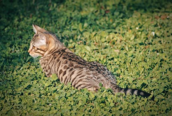 Fantastici Cuccioli di Gatto Bengala 3 mesi | Foto 4