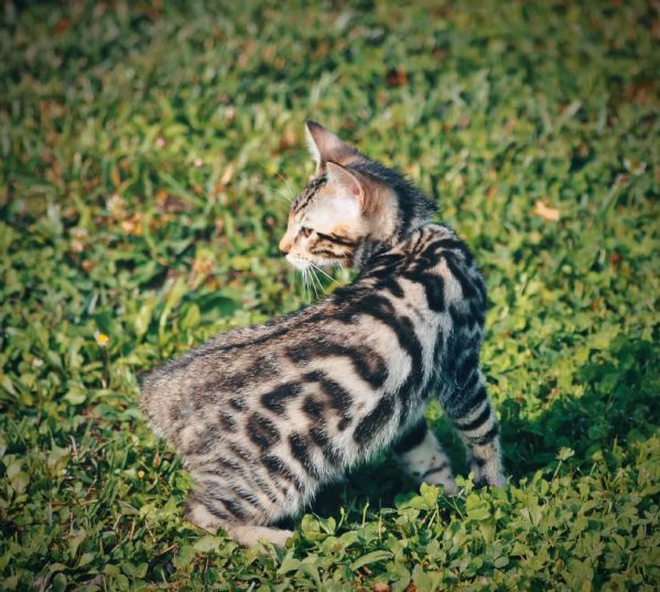 Fantastici Cuccioli di Gatto Bengala 3 mesi | Foto 3