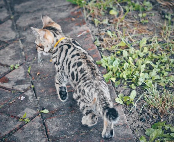 Fantastici Cuccioli di Gatto Bengala 3 mesi | Foto 2
