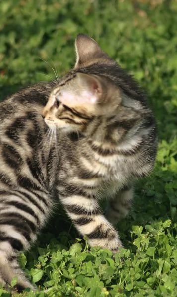 Fantastici Cuccioli di Gatto Bengala 3 mesi | Foto 1