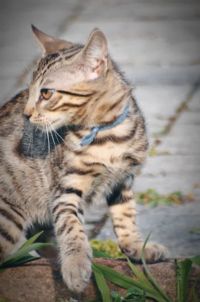Fantastici Cuccioli di Gatto Bengala 3 mesi | Foto 0