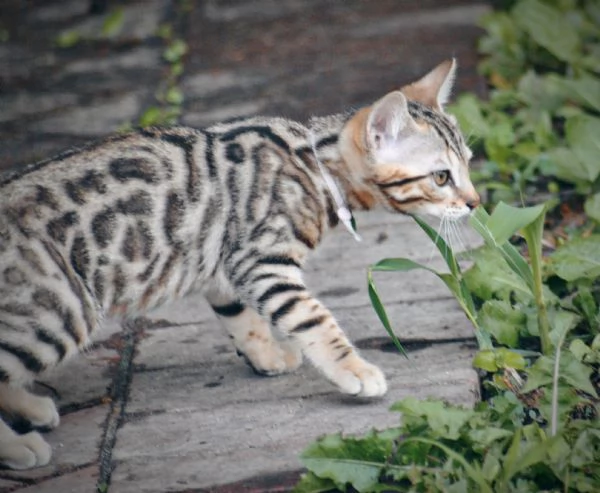 Fantastici Cuccioli di Gatto Bengala 3 mesi