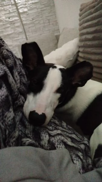 Pongo cucciolo 15 mesi | Foto 3