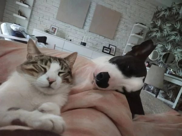 Pongo cucciolo 15 mesi
