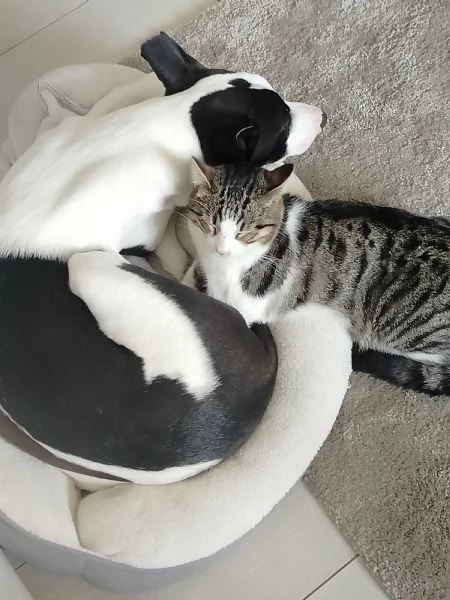 Pongo cucciolo 15 mesi | Foto 1