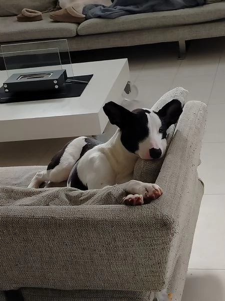 Pongo cucciolo 15 mesi | Foto 0