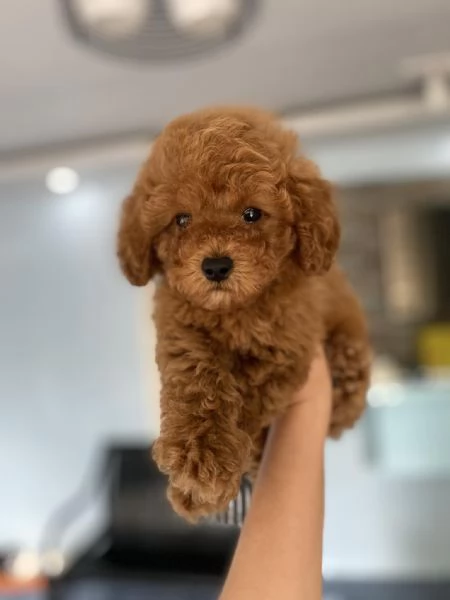 Due cuccioli di Barboncina toy 