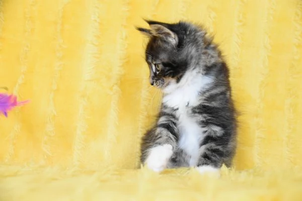 Cucciolo Maine coon con pedigree  | Foto 3