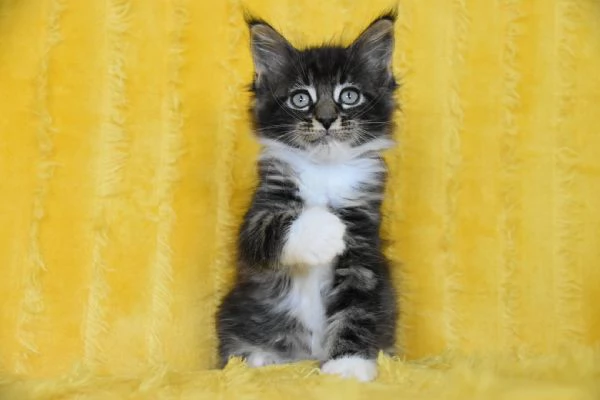 Cucciolo Maine coon con pedigree  | Foto 2
