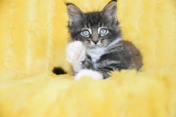 Cucciolo Maine coon con pedigree  | Foto 1